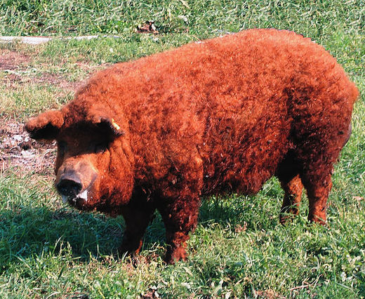 Wooly pigs