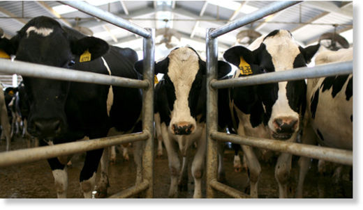cows