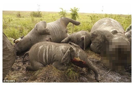 Click to enlarge Elephant Massacre