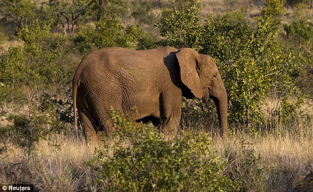 Elephant Massacre_4