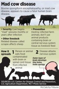 mad cow graphic