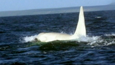 Click to enlarge albino whale