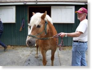 Horse at Herndon stable