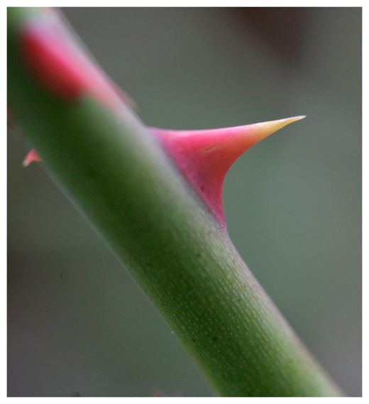 Thorn