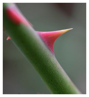 Thorn