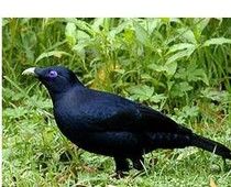 Satin Bowerbird