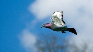 Click to enlarge Pigeons compass