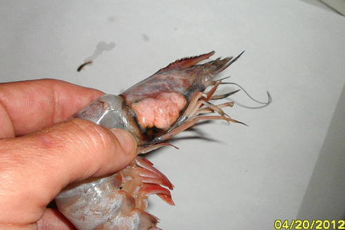 Shrimp with tumors bought in New Orleans grocery store. 