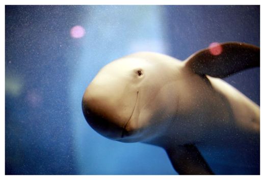 Finless Porpoise