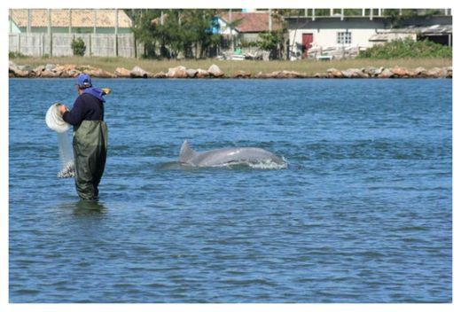 Click to enlarge Helpful Dolphin