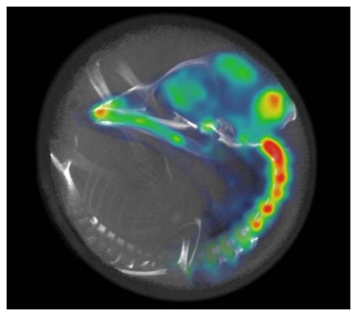 Chicken Embryo
