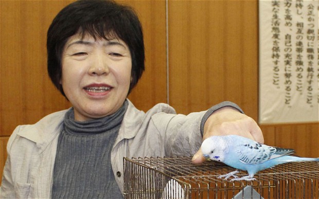 Lost budgie