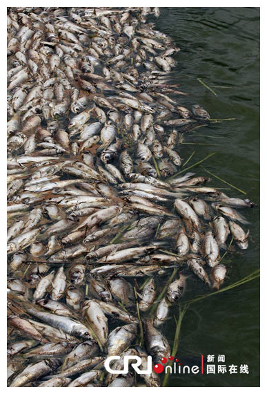 Dead Fishes