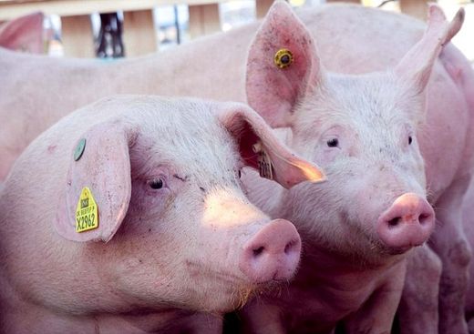 Click to enlarge Pink pigs