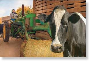 Hereferd cow