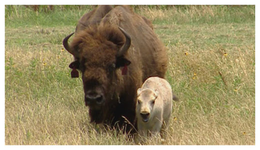 White Buffalo