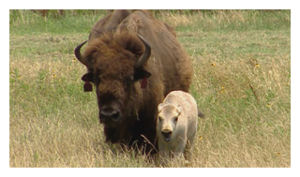 White Buffalo
