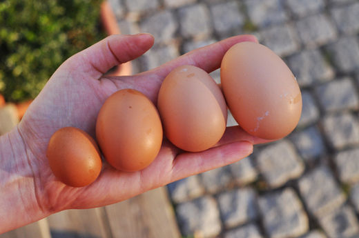 eggs