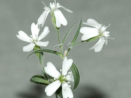 Click to enlarge fossil flower