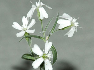 Click to enlarge fossil flower