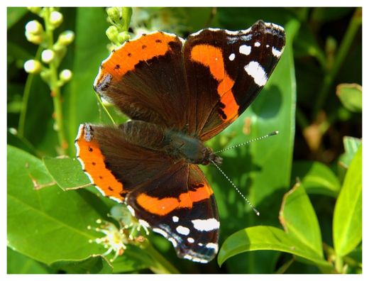 Click to enlarge Red Admiral Butterfly