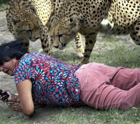 cheetah attack