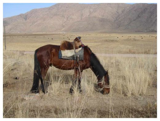 Click to enlarge Domesticated Horse
