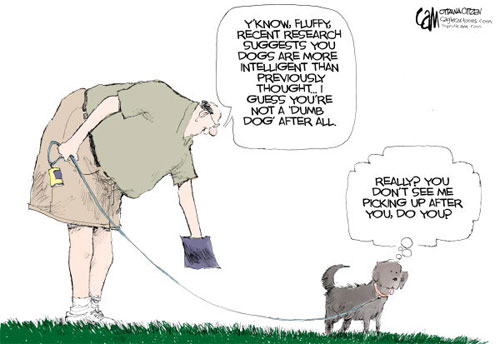Dumb Dog