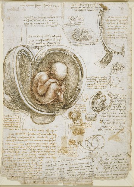 Click to enlarge Leonardo's Drawing