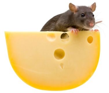 Click to enlarge Cheese and mouse