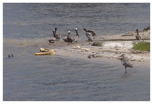 Click to enlarge Dead Pelicans