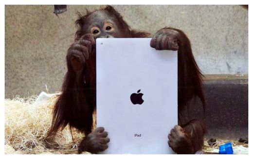 iPad Oranghutan 