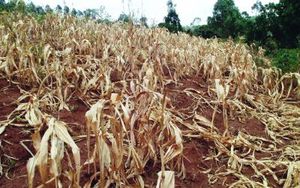 dead maize