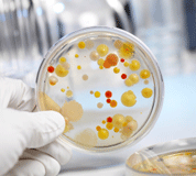 Petri dish