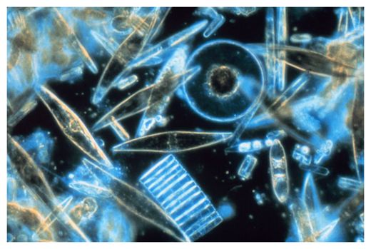 Click to enlarge Phytoplankton