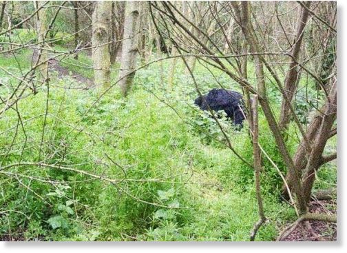 Beast of Hackney Marshes