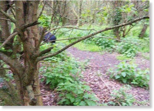 Beast of Hackney Marshes