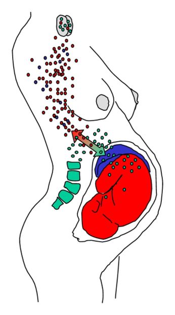 Fetal Stem Cell Flow