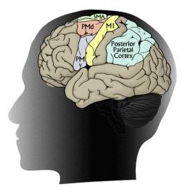Brain