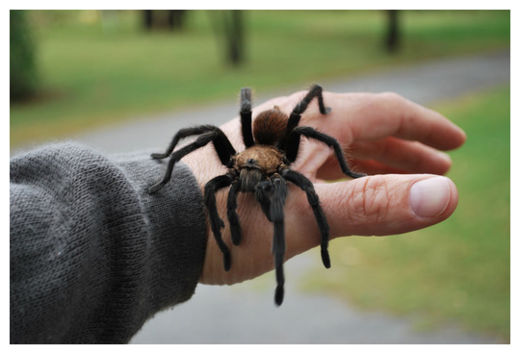 Tarantula on Hand