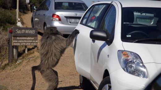 baboon