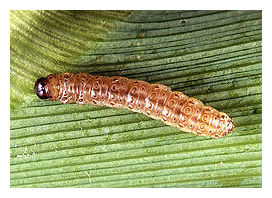 Click to enlarge Corn Borer