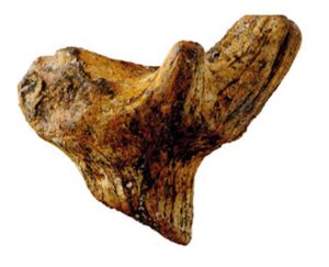 Fossil Antler