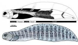 Human-like spine fish