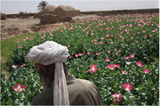 poppy field