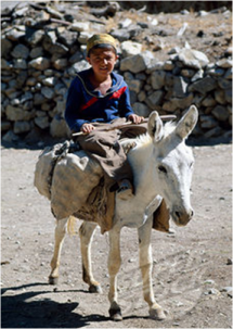 boy on donkey