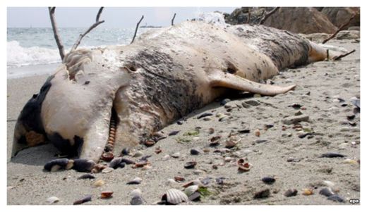 Dead Dolphin