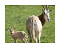 Antelopes