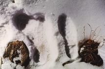 Yeti sasqatch