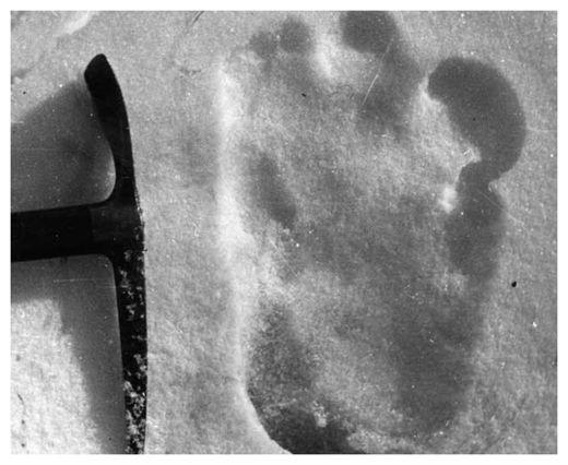 Bigfoot